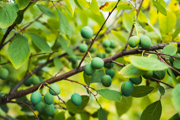 Plum tree branches with green unripe fruits. Selective focus. Agriculture. Shallow depth of field.