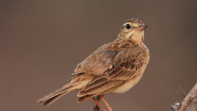 Paddyfield pipit bird perched on land