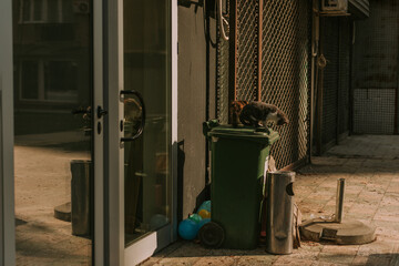 Naklejka premium Two beautiful fluffy cats standing on a trash can looking at their prey. They are about to hunt