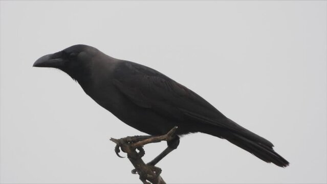 House Crow Bird on Tree branch
