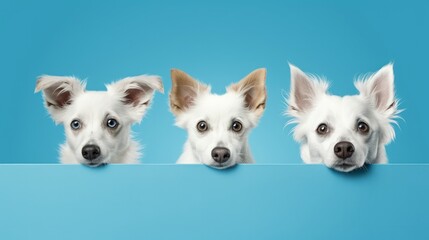 Banner Close-up three hide dogs head. Isolated on blue background