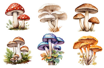 collection of various mushrooms  ,watercolor png isolated on transparent background .