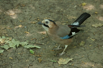 jay in the forest