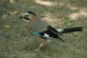jay in the forest