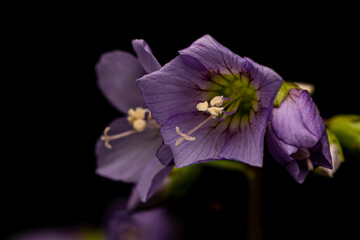 Purple Flower from Morehead, Kentucky USA