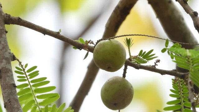 Phyllanthus emblica Fruits on amla tree