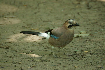 jay in the forest