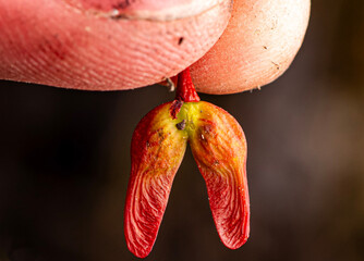 Red Maple Seeds Morehead, Kentucky USA
