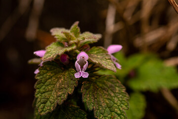 Hembit Deadnettle Pink Wildflower from Morehead, Kentucky USA