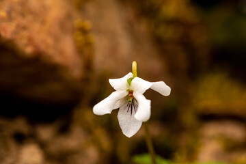 White Violet from Morehead, Kentucky USA