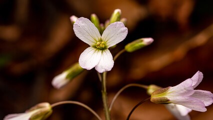 White Wildflower from Morehead, Kentucky USA