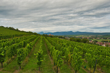 Obraz premium Landschaft bei Soult-les-Bains im Elsass
