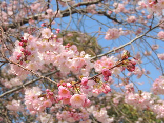 Cherry tree blossom 