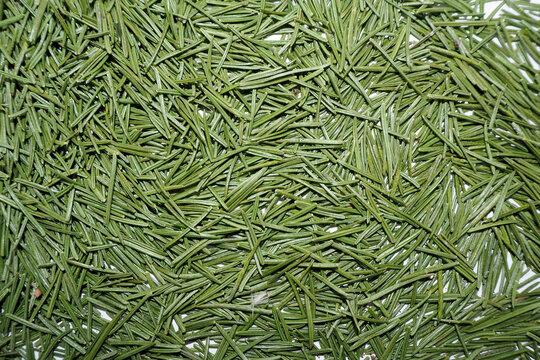a lot of green fallen needles from the Christmas tree. green background . after the holiday. copy space