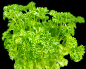 bush of green pine parsley on a black background. vitamins. green. health question