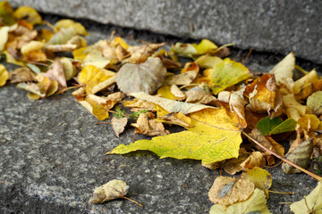 many yellow fallen leaves lie on the concrete stairs outside. autumn day