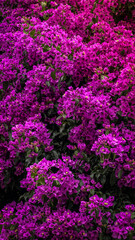 Bougainvillea flowers