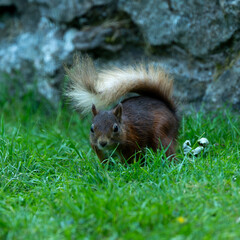 Red squirrel, endangered species.Cute animal.