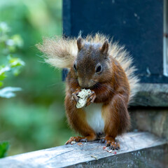 Naklejka na ściany i meble Red squirrel, endangered species.Cute animal.