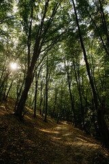 path in the forest