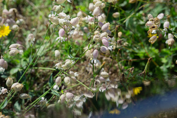 Delicate Blossom Amidst Lush Greenery