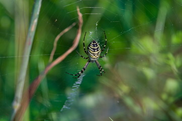 Black and yellow spider Argiope bruennichi aka wasp spider on his cobweb. Czech republic nature.