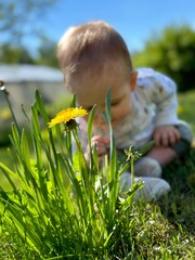 little boy with dandelions