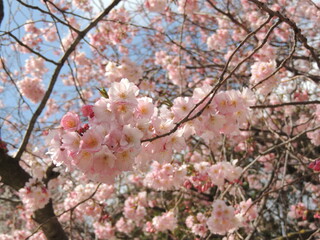 Cherry tree blossoms 