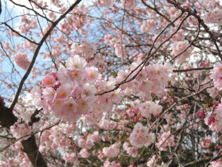 Cherry tree blossoms 