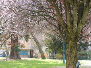 Blossom in spring - Cherry tree