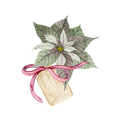 Christmas composition poinsettia. Tag for inscription with red ribbon. Isolated watercolor illustration