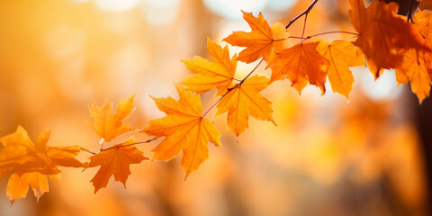 Colorful maple leaves in autumn sunny day, focus in foreground leaves, blurred bokeh background.