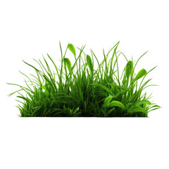 Green grass isolated on transparent background