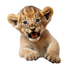 baby lion cub playing face on transparent background.