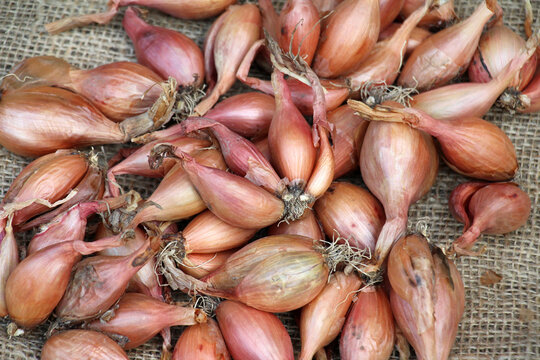 Harvested shallots (Allium ascalonicum)