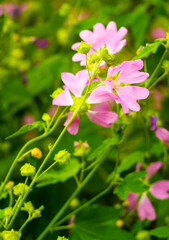 Obraz premium Beautiful pink flowers against blurred background