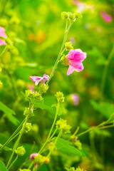 Beautiful purple flowers against blurred background