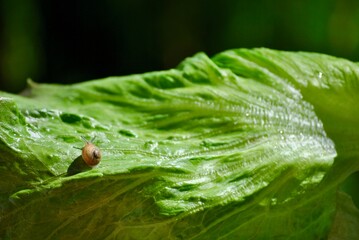 Tiny snail in a lettuce leaf © Aurora