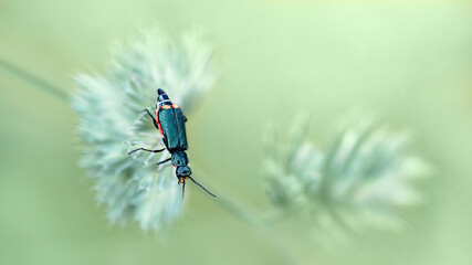 A Malachite Beetle ( Malachius Bipustulatus )
