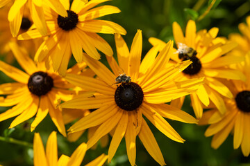 large yellow flowers with bee in sunlight, summertime