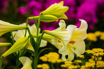 White lilies against blurred background