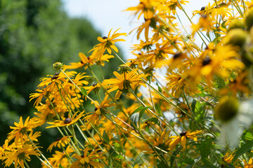 rudbeckia blossoms viewed from the side with sky and tree in background