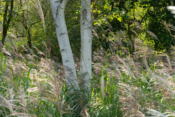 birch tree trunks and reed like grasses in a marshy area of the park