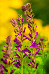 Beautiful purple flowers against blurred background