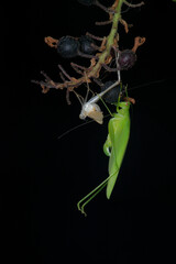 Une femelle du Phanéroptère méridional accrochée sur une plante immédiatement après la mue (Phaneroptera nana)