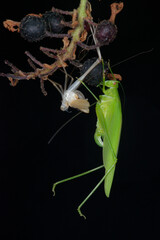 Une femelle du Phanéroptère méridional accrochée sur une plante immédiatement après la mue (Phaneroptera nana)