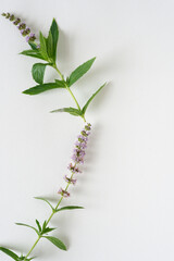 two pieces of Mentha spicata or mint with flower isolated on blank paper