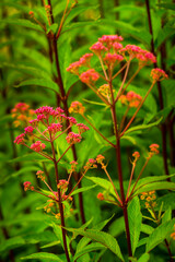 Beautiful flowers against blurred background