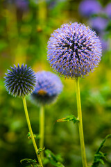 Purple Flowers against dark background close-up shot
