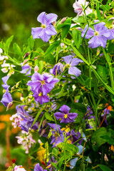 Purple Flowers against dark background close-up shot
